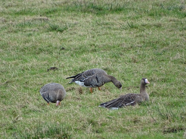 扬镳或不仅 扬镳或不仅
